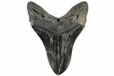 Fossil Megalodon Tooth - South Carolina #197896-2